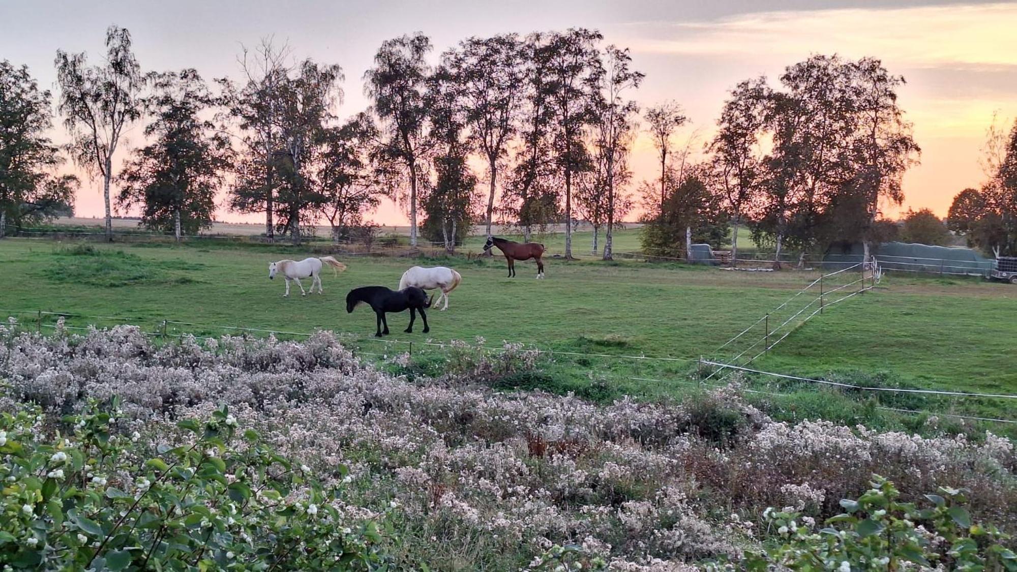 Villa Js Feriendomizile Haus Abendrot Hasselfelde Esterno foto